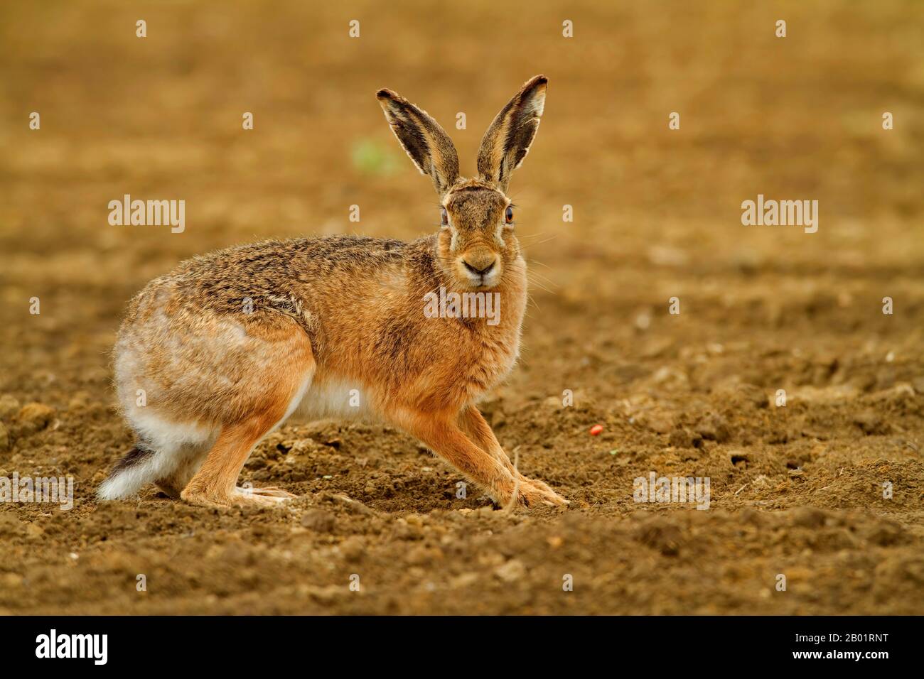 European hare, Brown hare (Lepus europaeus), blind on the right eye, crouching on an acre, Germany, North Rhine-Westphalia Stock Photo