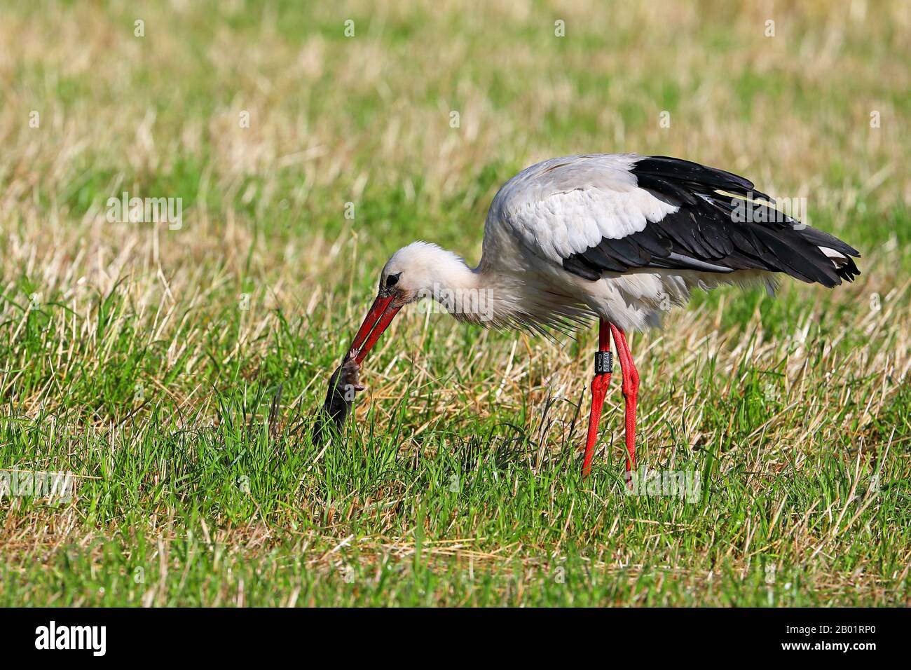 white stork (Ciconia ciconia), catches mole in a meadow, Netherlands Stock Photo