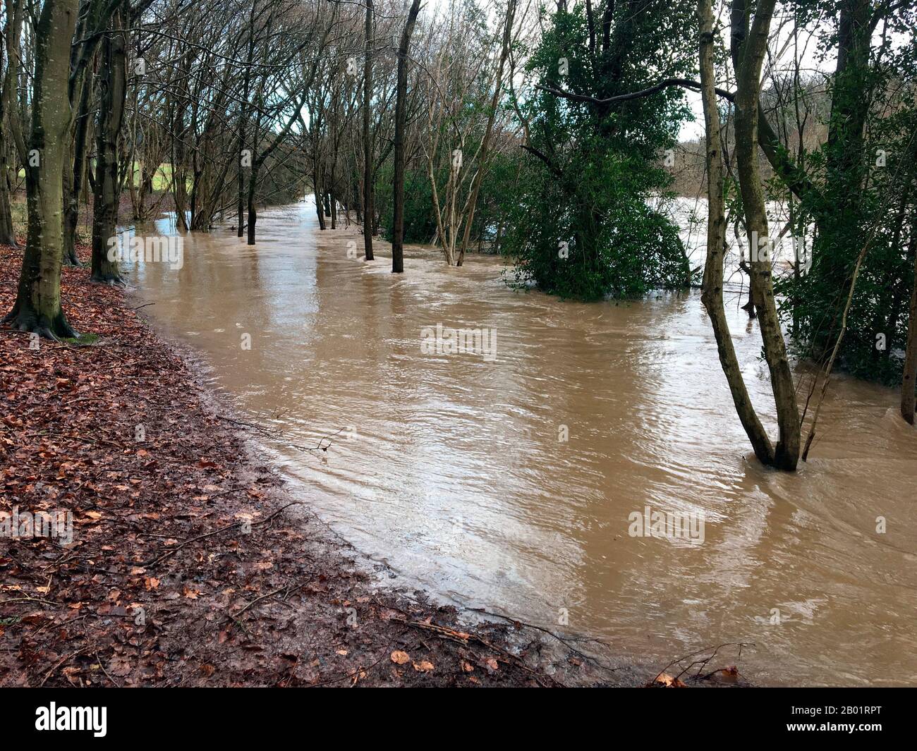 Flooded woodland footpath River Wye at Hay on Wye the river reached it's highest level of 5.05 metres recorded on the local river height gauge Stock Photo