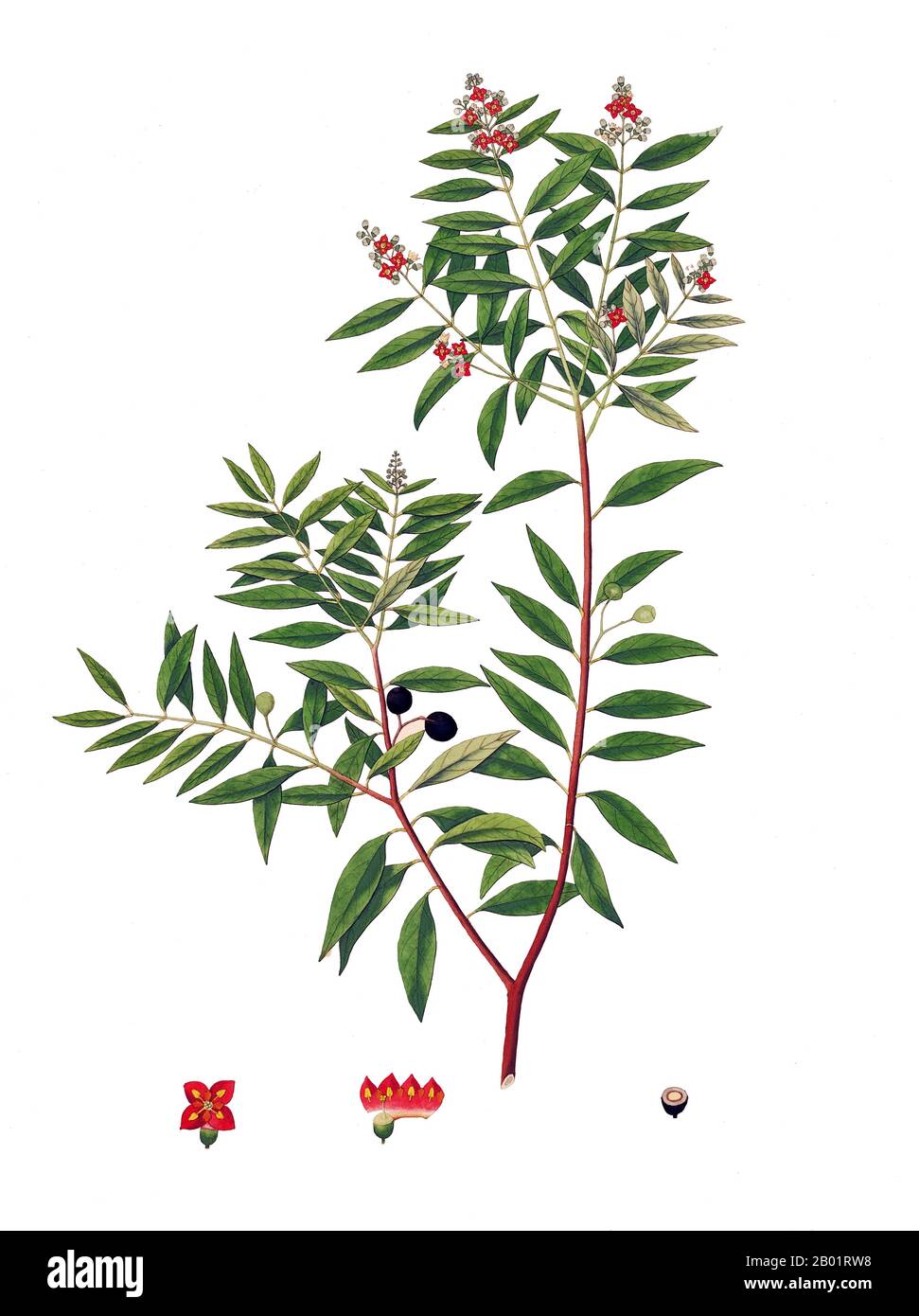 India/Scotland: Indian Sandalwood (Santalum Album). Illustration by William Roxburgh (29 June 1751 - 18 February 1815) from the 'Plants of the Coast of Coromandel', 1795.  Sandalwoods are medium-sized hemiparasitic trees. Notable members of this group are Indian sandalwood (Santalum album) and Australian sandalwood (Santalum spicatum). Others in the genus species have fragrant wood. These are found in India, Bangladesh, Sri Lanka, Australia, Indonesia and the Pacific Islands. In India, Bangladesh and Sri Lanka it is called Chandan.  The woods are heavy, yellow and fine-grained. Stock Photo