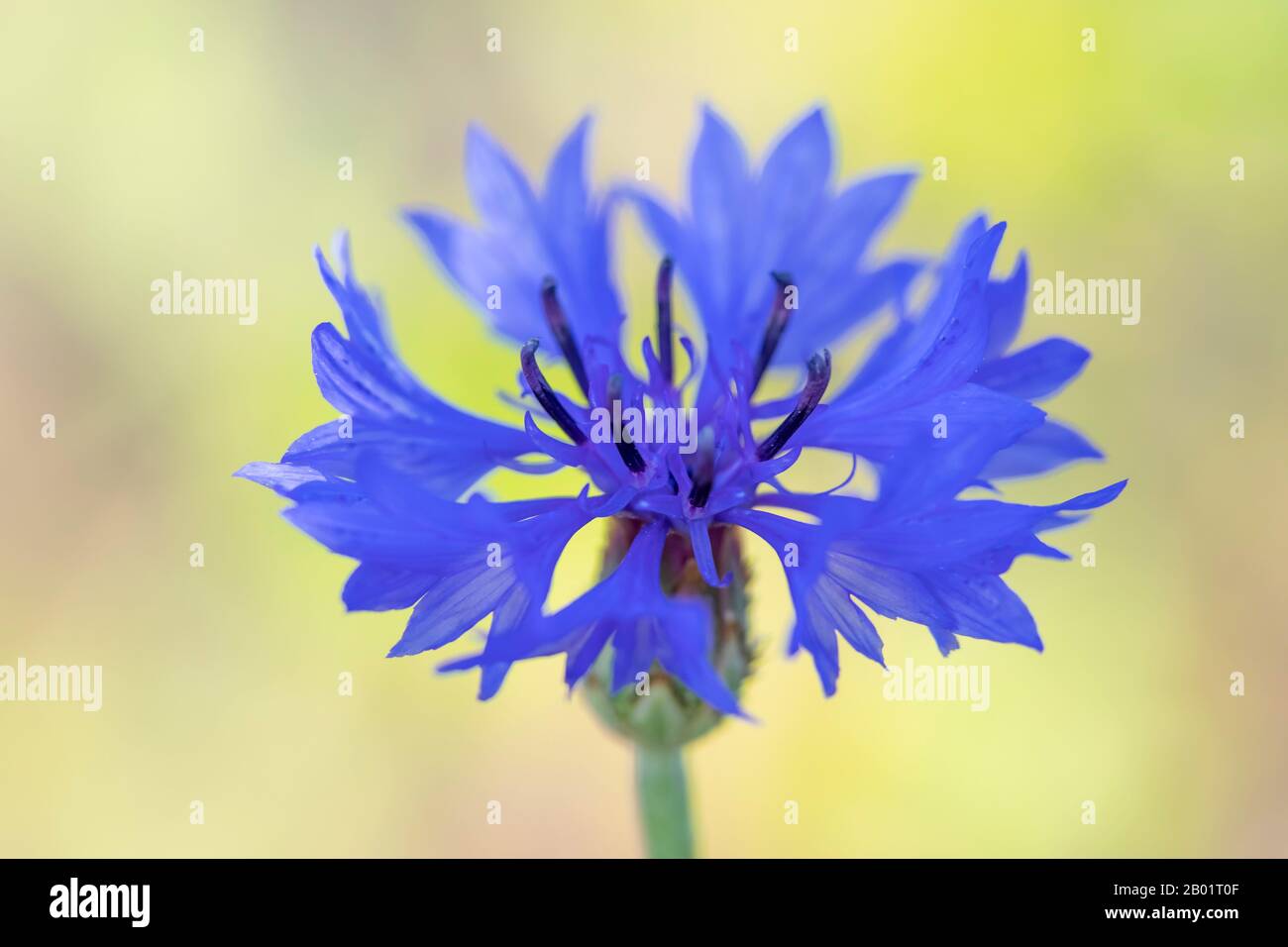 bluebottle, cornflower (Centaurea cyanus), flower, Germany, Bavaria Stock Photo