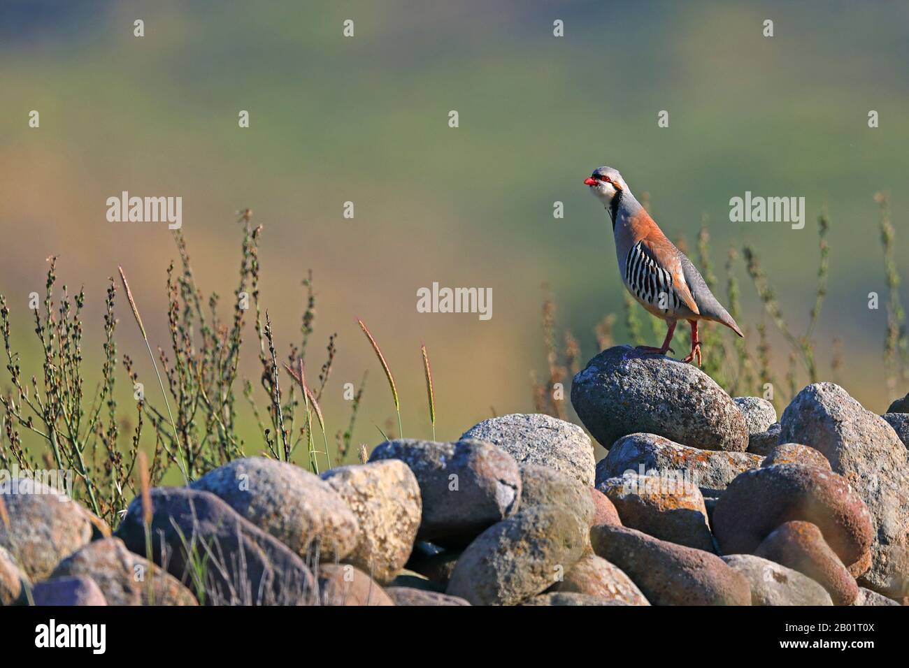 chukar partridge (Alectoris chukar), male stands on a stonewall calling, Greece, Lesbos Stock Photo