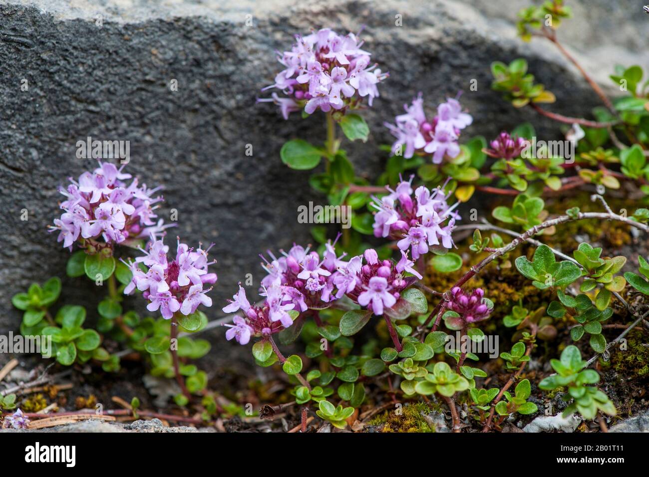 wild thyme (Thymus polytrichus), blooming, Austria, Kleinwalsertal Stock Photo