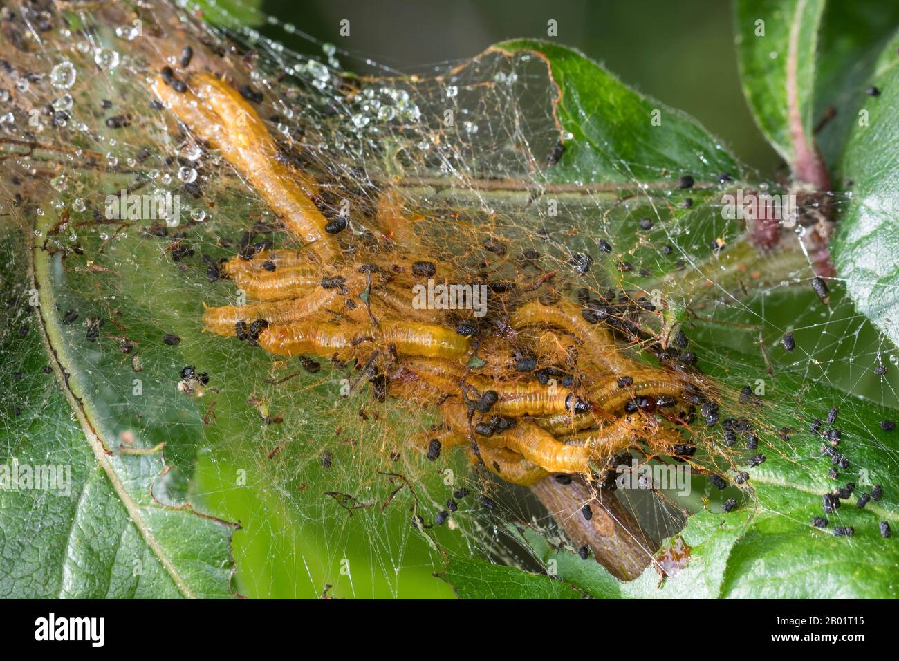 Social Pear Sawfly (Neurotoma saltuum, Neurotoma flaviventris, Neurotoma fasciata), larvae feeding on medlar, Germany Stock Photo