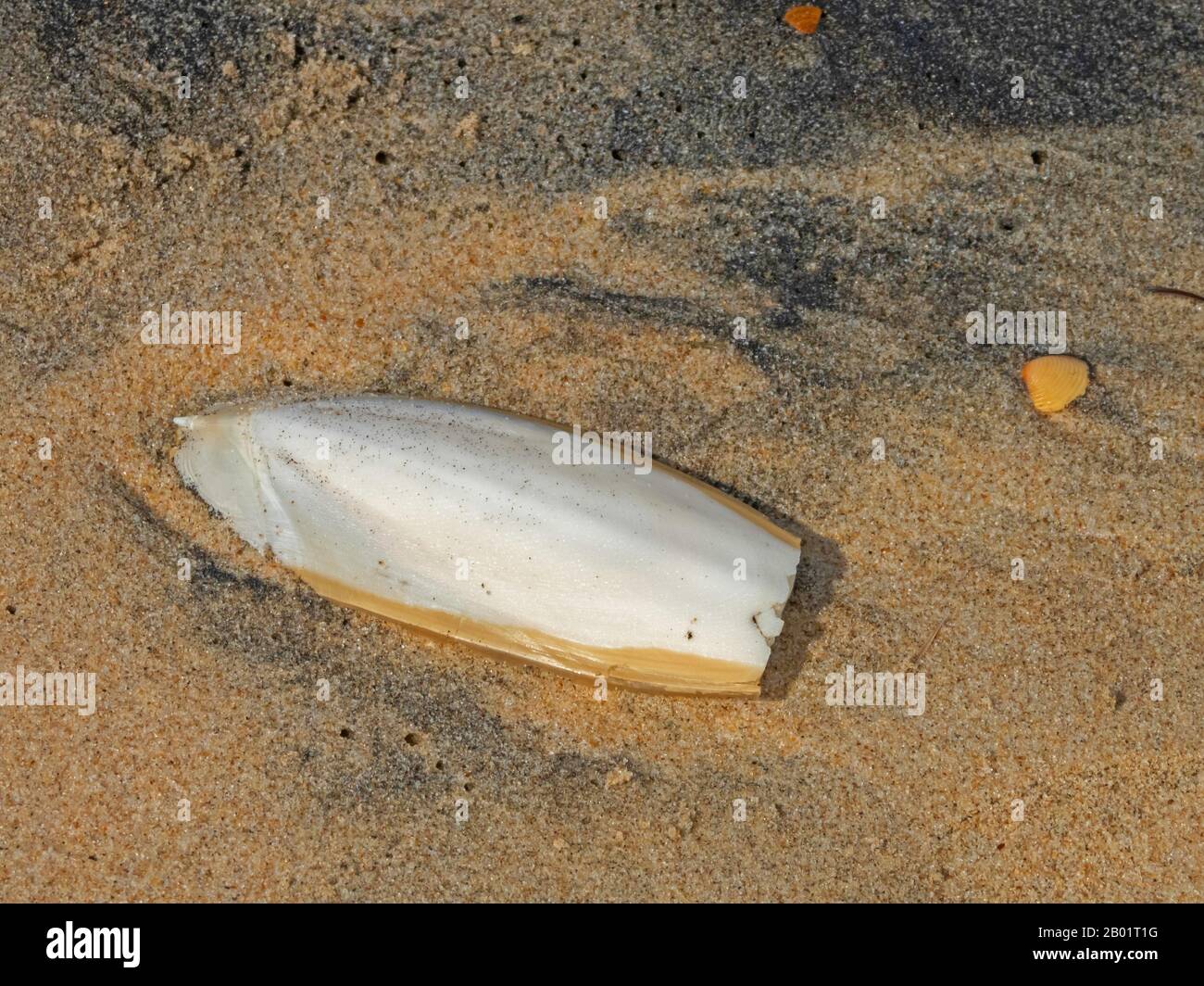 cuttlebone on beach of Matalascanas, Spain, Andalusia, Huelva, Matalascanas Stock Photo