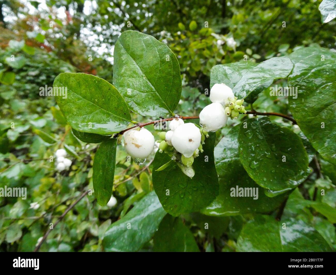 Common snowberry, waxberry (Symphoricarpos albus, Symphoricarpos rivularis), with fruit in rain, Germany Stock Photo