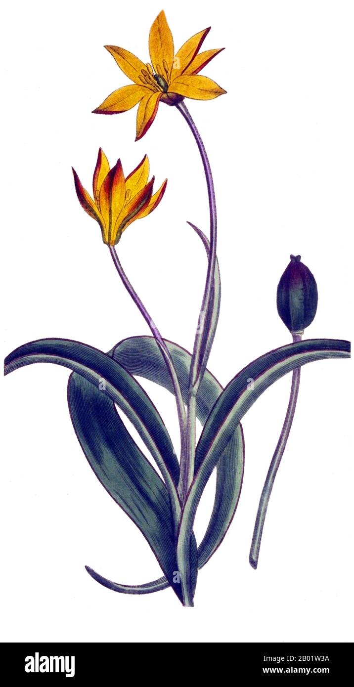 Scotland/UK: An illustration of the 'Cape Tulip' or Tulipa sylvestris australis. Engraving by Sydenham Edwards (1768-1819), 1804.  The tulip is a perennial, bulbous plant with showy flowers in the genus Tulipa, of which up to 109 species have been described and belongs to the family Liliaceae. The genus's native range extends from as far west as Southern Europe, North Africa, Anatolia and Iran to the Northwest of China.  The tulip's centre of diversity is in the Pamir, Hindu Kush and Tien Shan mountains. A number of species and many hybrid cultivars are grown in gardens, as potted plants. Stock Photo