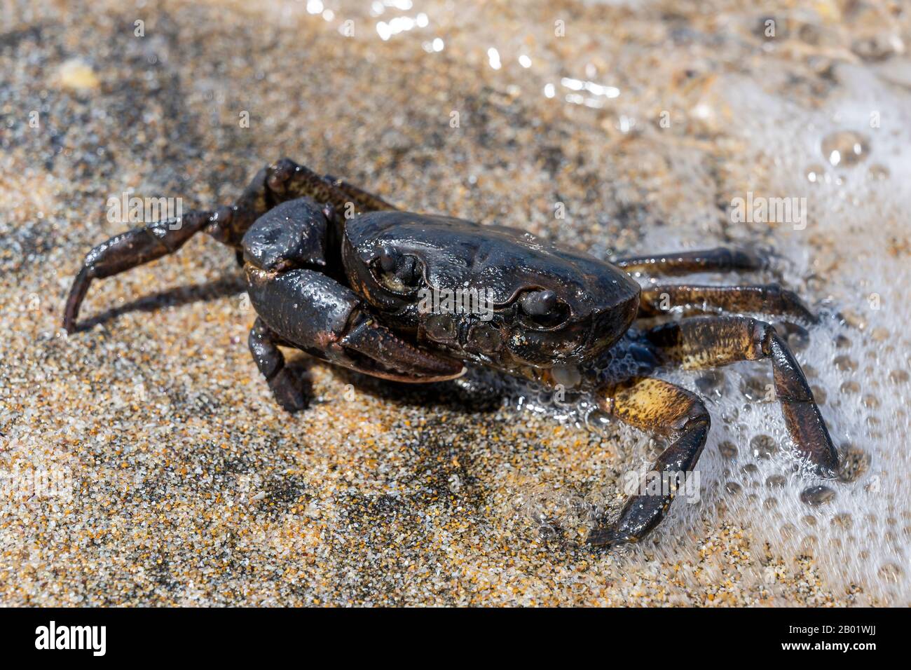 Black crab on the beach with white foam at the Black Sea. Stock Photo