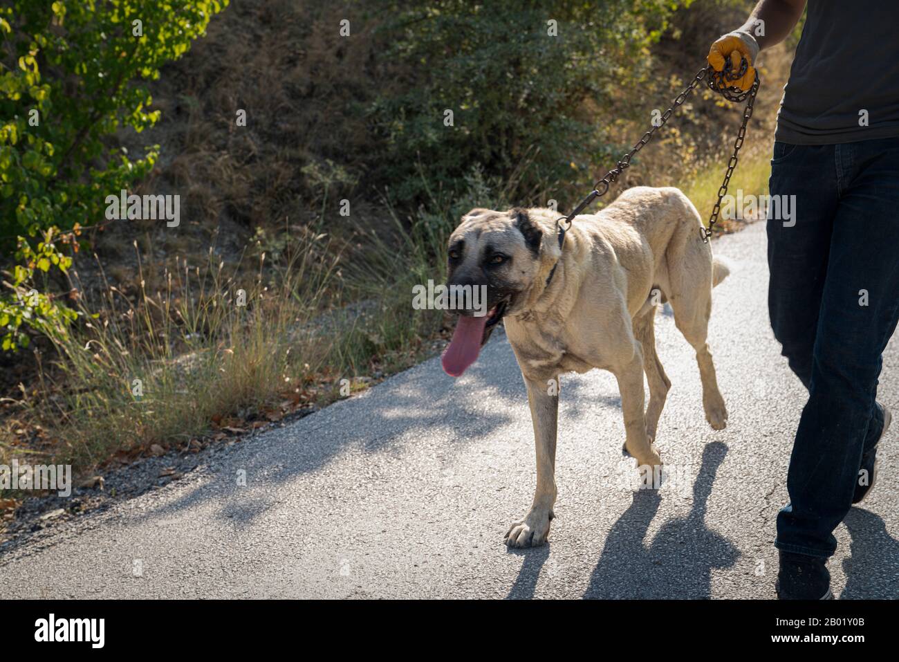 Man walk with Anatolian shepherd dog (Sivas kangal kopek, kopegi) Stock Photo