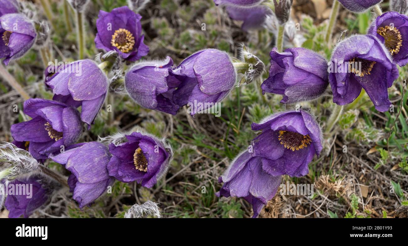Flowers of the purple Pulsatilla in a meadow in the mountains of Turkey. Stock Photo