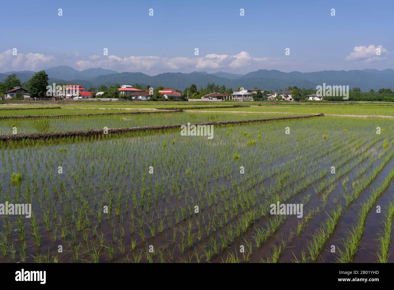 Persian Rice Field Rice fields in Pareh Sar in Iran with the mountains in the background ...