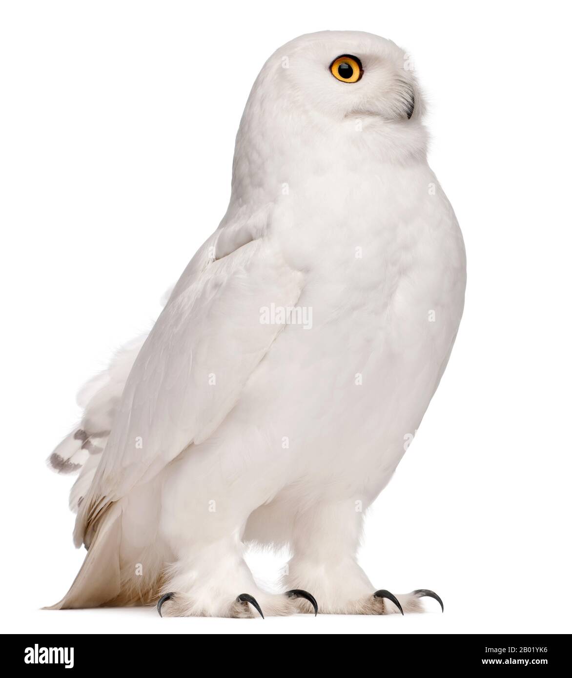 Male Snowy Owl, Bubo scandiacus, 8 years old, in front of white background Stock Photo