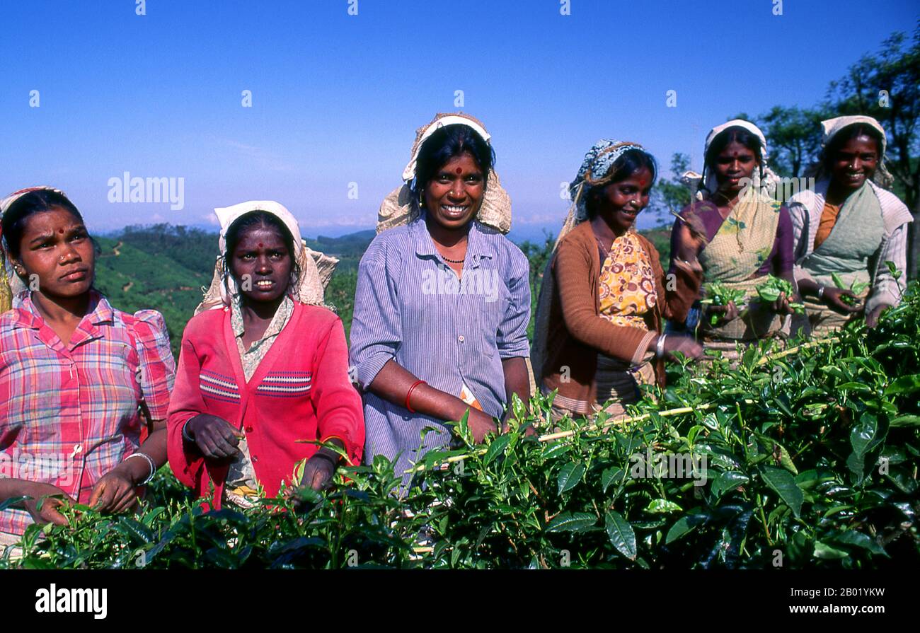 Tea production in Sri Lanka, formerly Ceylon, is of high importance to the Sri Lankan economy and the world market. The country is the world's fourth largest producer of tea and the industry is one of the country's main sources of foreign exchange and a significant source of income for laborers, with tea accounting for 15% of the GDP, generating roughly $700 million annually.  In 1995 Sri Lanka was the world's leading exporter of tea, (rather than producer) with 23% of the total world export, but it has since been surpassed by Kenya. The tea sector employs, directly or indirectly over 1 millio Stock Photo