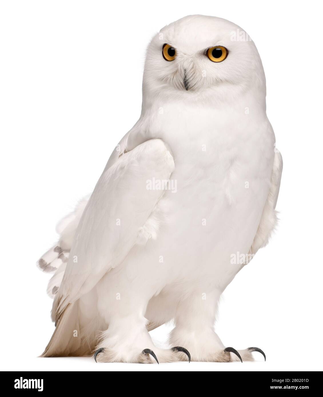 Male Snowy Owl, Bubo scandiacus, 8 years old, in front of white background Stock Photo