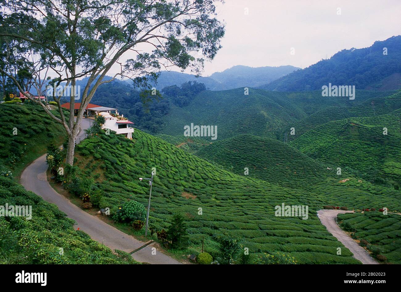 The Cameron Highlands is Malaysia’s largest and most popular hill station. It is named after William Cameron, the British surveyor who charted the area in 1885.  It is chiefly visited by people wanting to escape from the heat of the plains, as the temperature rarely rises above 22 degrees Centigrade, or falls below 10 C. It is characterised by mists, light rainfall and occasional heavy monsoon downpours.  The Highlands chief features are its rather British colonial character – much played up in recent years by the Malaysian authorities – temperate flowers, fruits and vegetables, and tea planta Stock Photo