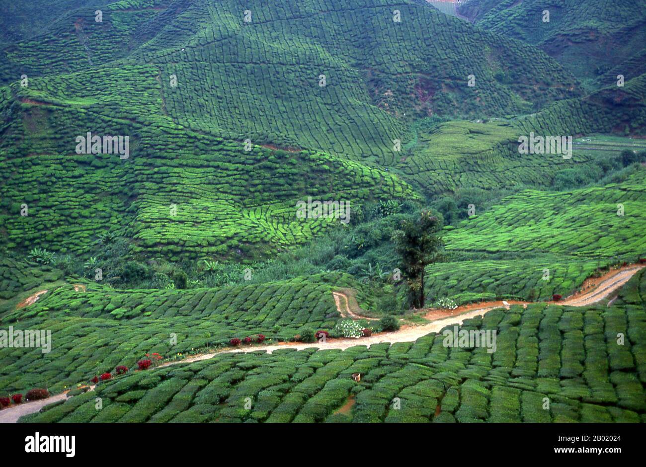 The Cameron Highlands is Malaysia’s largest and most popular hill station. It is named after William Cameron, the British surveyor who charted the area in 1885.  It is chiefly visited by people wanting to escape from the heat of the plains, as the temperature rarely rises above 22 degrees Centigrade, or falls below 10 C. It is characterised by mists, light rainfall and occasional heavy monsoon downpours.  The Highlands chief features are its rather British colonial character – much played up in recent years by the Malaysian authorities – temperate flowers, fruits and vegetables, and tea planta Stock Photo