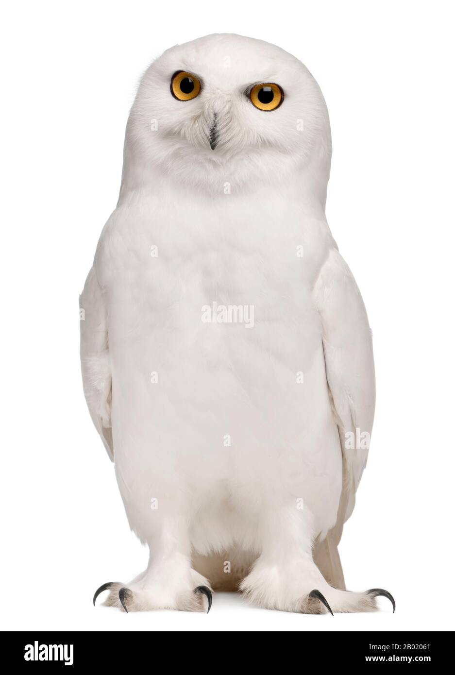 Male Snowy Owl, Bubo scandiacus, 8 years old, in front of white background Stock Photo