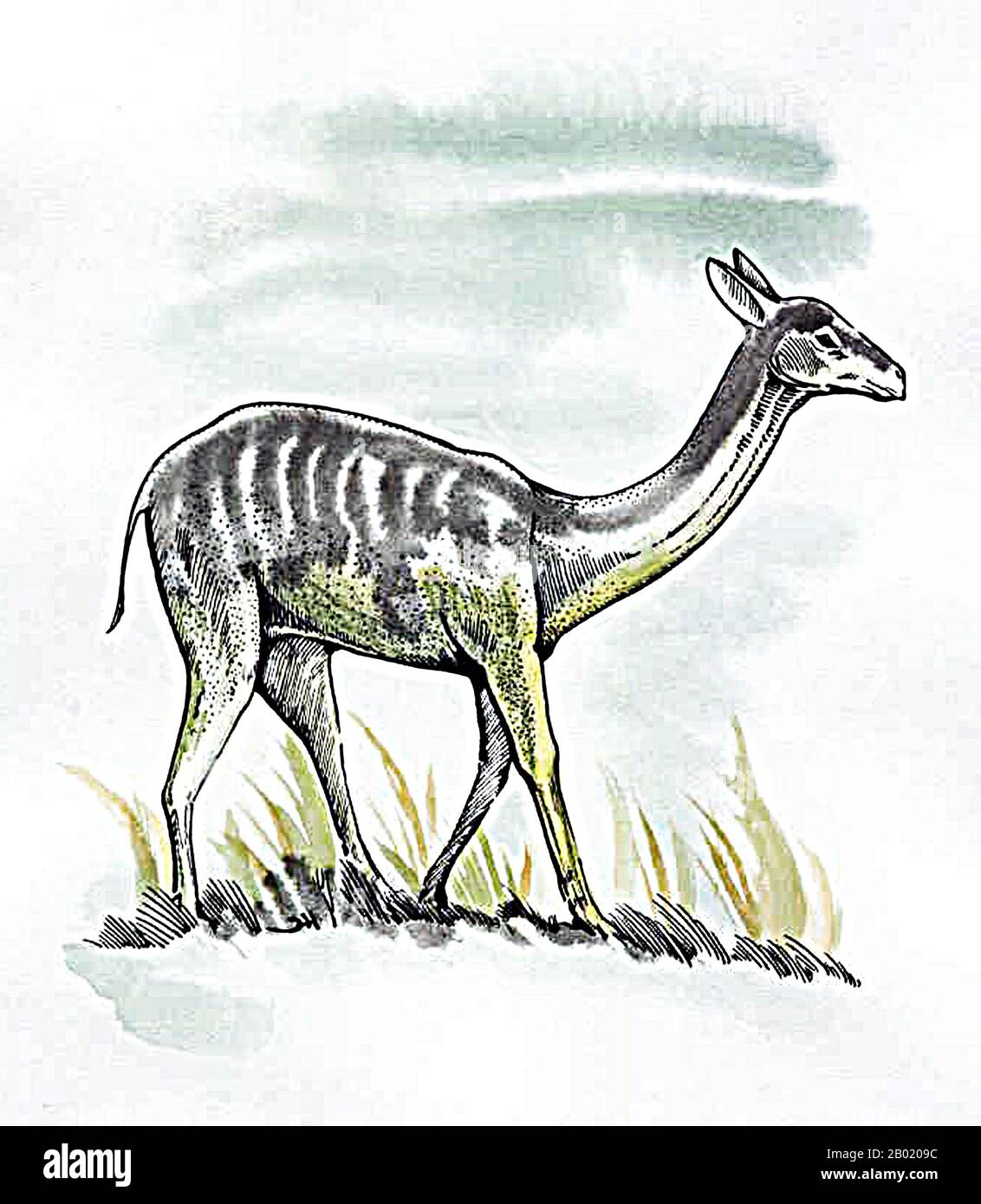 Procamelus had long legs designed for speed, and was about 1.3 metres (4.3 ft) in height, slightly smaller than a modern llama. Unlike modern camelids, it had a pair of small incisor teeth in the upper jaw. The remaining teeth were large and adapted for eating tough vegetation. The shape of the toes suggests that it possessed foot pads, like modern camels, but unlike earlier forms of camelid, which generally had hooves. This would have helped it walk over relatively soft ground. Stock Photo