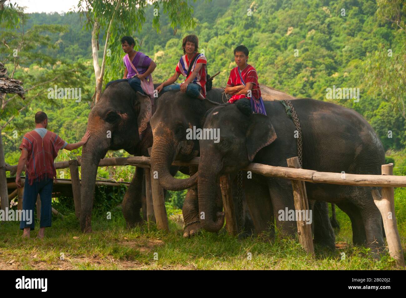 The largest living land animal in asia hi-res stock photography and images - Page 2 - Alamy The largest living land animal in asia hi-res stock photography and images - Page 2 - Alamy