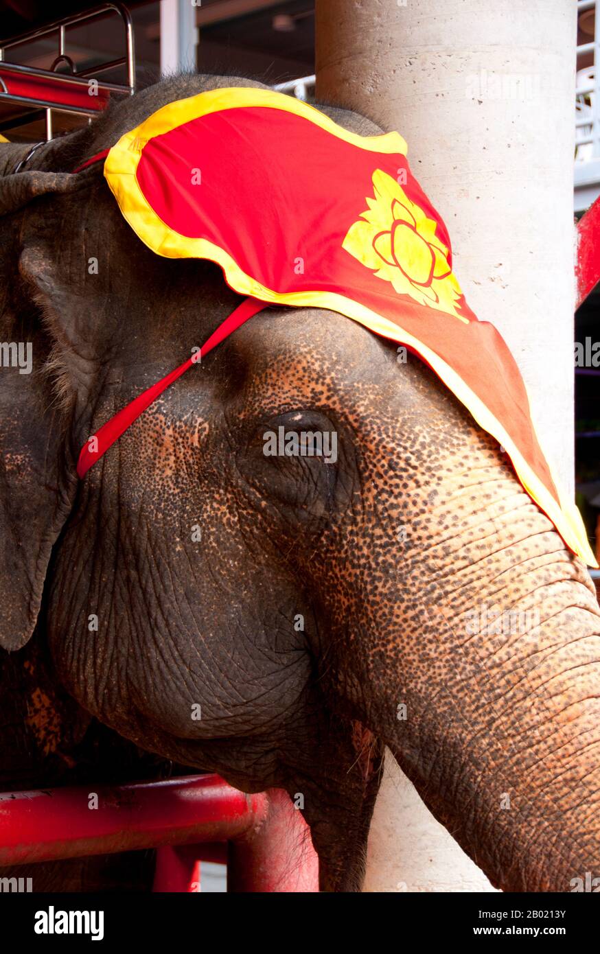 Thailand: Elephant, Nong Nooch Village, Pattaya, Chonburi Province.  The Asian or Asiatic Elephant (Elephas maximus) is the only living species of the genus Elephas and is distributed throughout the Subcontinent and Southeast Asia from India in the west to Borneo in the east. Asian elephants are the largest living land animal in Asia. There are around 2,600 elephants living in Thailand, with the majority being domesticated. Stock Photo