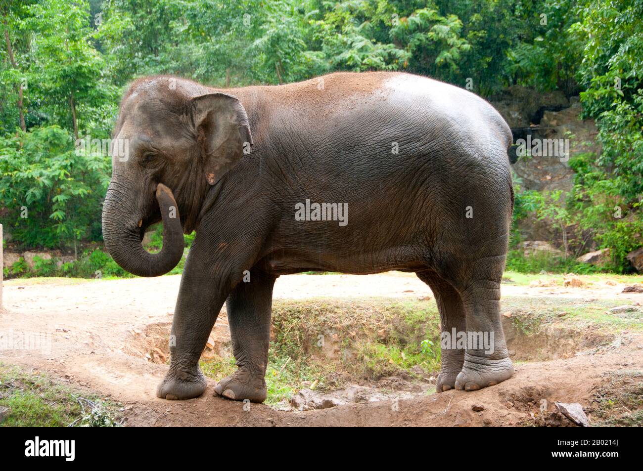 The Asian or Asiatic Elephant (Elephas maximus) is the only living species  of the genus Elephas and is distributed throughout the Subcontinent and  Southeast Asia from India in the west to Borneo