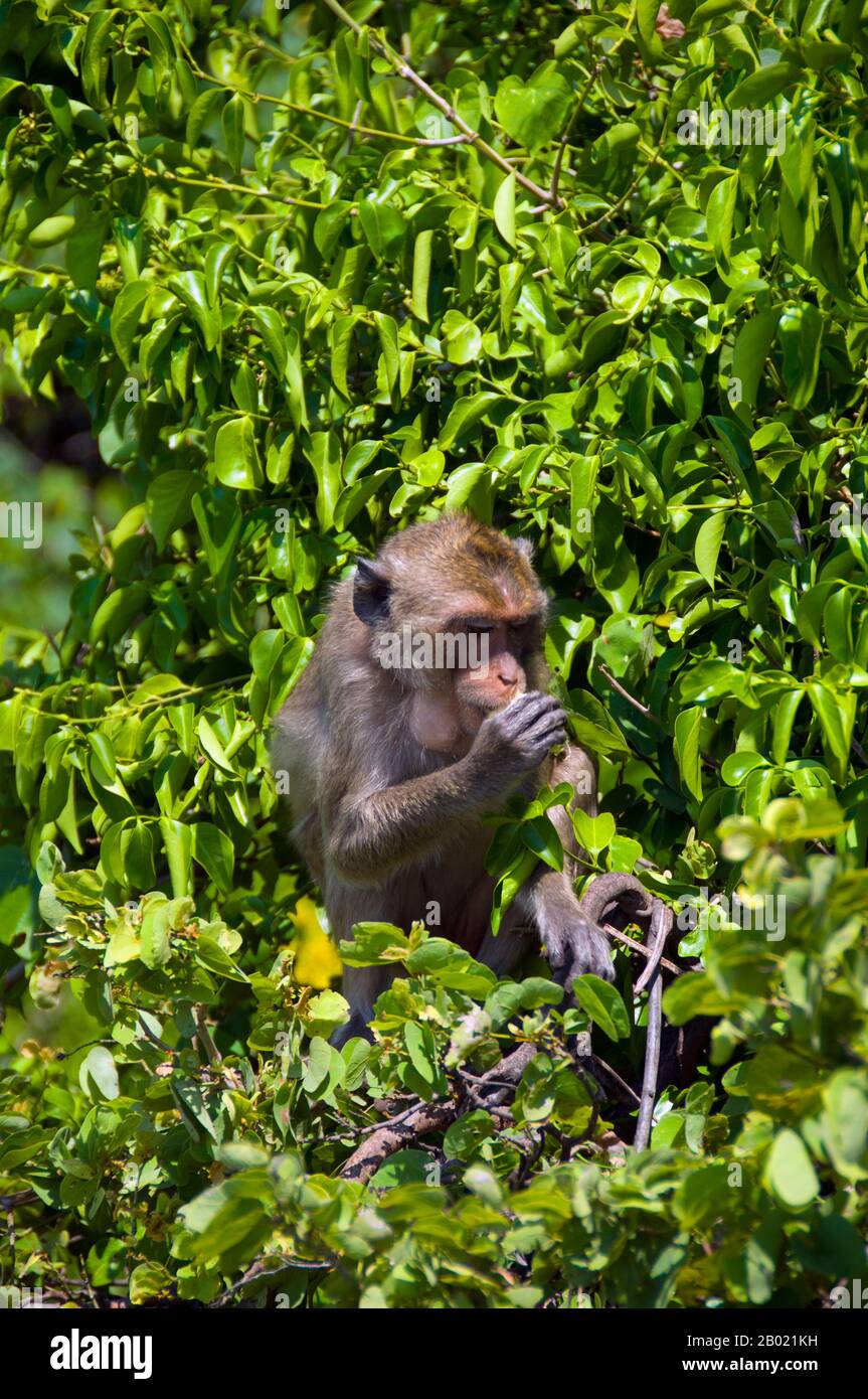 The stump-tailed macaque (Macaca arctoides), also called the bear macaque, is a species of macaque found in South Asia and Southeast Asia.  It is primarily frugivorous, but eats many types of vegetation, such as seeds, leaves and roots, but also hunts freshwater crabs, frogs, bird eggs and insects.  It is generally found in subtropical and tropical broadleaf evergreen forests, in different elevations depending on the amount of rainfall in the area.  It is distributed from northeastern India and southern China into the northwest tip of West Malaysia on the Malay Peninsula. Stock Photo