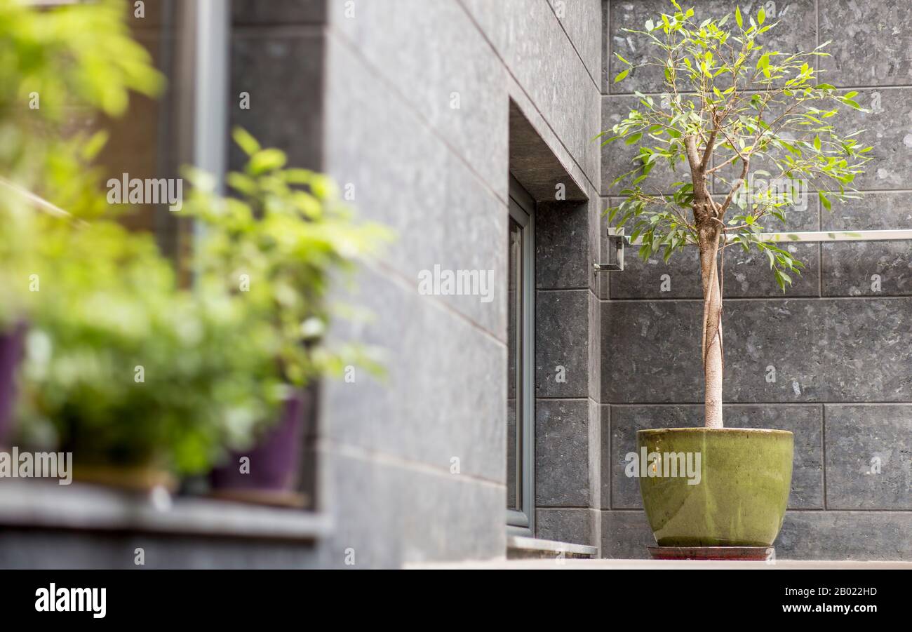 Small decorative tree in pot outdoor, cafe exterior design Stock Photo ...