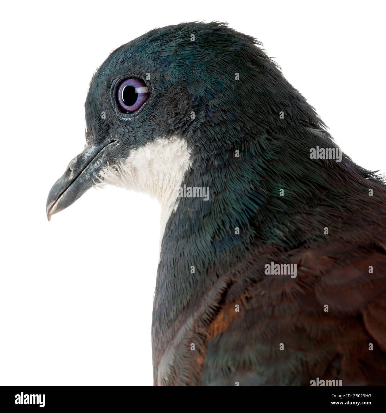 Close-up of Mindanao Bleeding-heart, Gallicolumba crinigera, adult, in front of white image Stock Photo