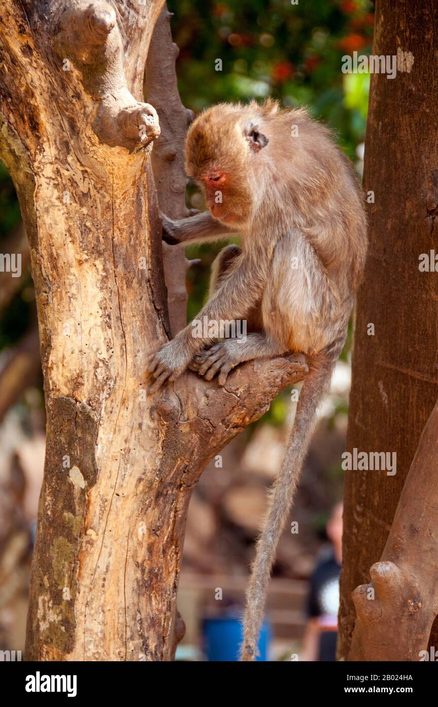 The long-tailed macaque (Macaca fascicularis) is also called the crab-eating macaque. It is native to Southeast Asia. There are at least ten subspecies and depending on subspecies, the body length of the adult monkey is 38-55 centimetres (15–22 in) with comparably short arms and legs. The tail is longer than the body, typically 40–65 cm (16–26 in). Males are considerably larger than females, weighing 5-9 kilograms (11-20 lb) compared to the 3–6 kg (7-13 lb) of female individuals. Stock Photo