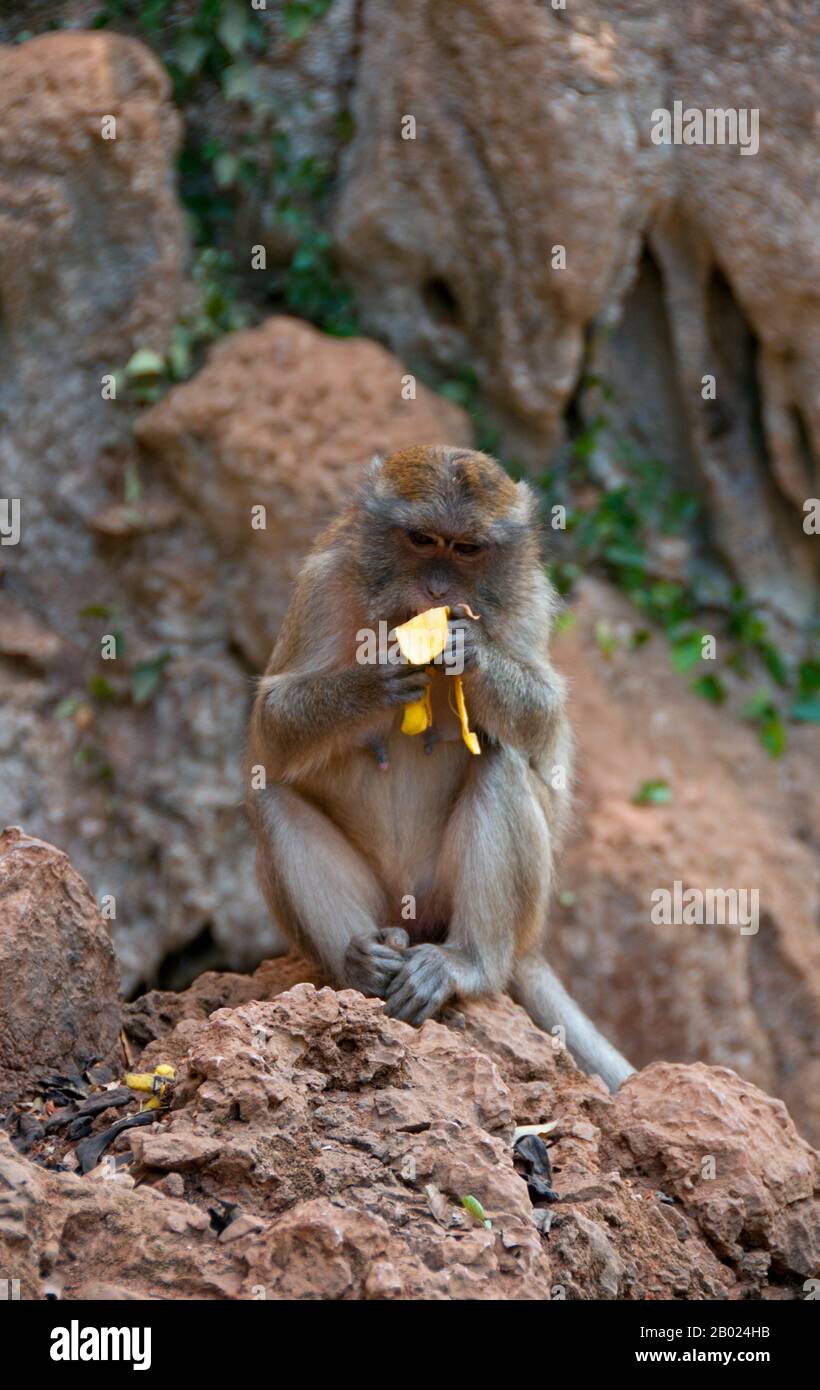 The long-tailed macaque (Macaca fascicularis) is also called the crab-eating macaque. It is native to Southeast Asia. There are at least ten subspecies and depending on subspecies, the body length of the adult monkey is 38-55 centimetres (15–22 in) with comparably short arms and legs. The tail is longer than the body, typically 40–65 cm (16–26 in). Males are considerably larger than females, weighing 5-9 kilograms (11-20 lb) compared to the 3–6 kg (7-13 lb) of female individuals. Stock Photo