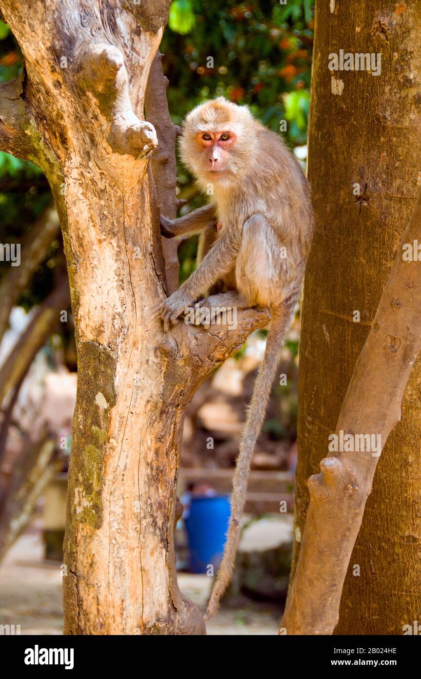 The long-tailed macaque (Macaca fascicularis) is also called the crab-eating macaque. It is native to Southeast Asia. There are at least ten subspecies and depending on subspecies, the body length of the adult monkey is 38-55 centimetres (15–22 in) with comparably short arms and legs. The tail is longer than the body, typically 40–65 cm (16–26 in). Males are considerably larger than females, weighing 5-9 kilograms (11-20 lb) compared to the 3–6 kg (7-13 lb) of female individuals. Stock Photo