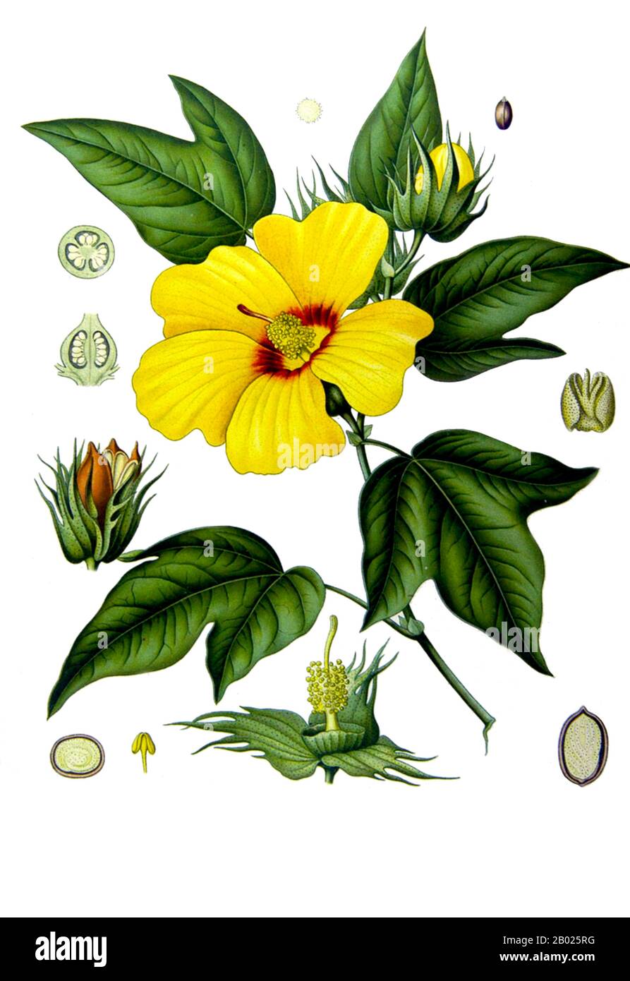 Gossypium barbadense is a species of cotton plant. Some types of cotton are American Pima, Egyptian Giza, Indian Suvin, Chinese Xinjiang, Sudanese Barakat, and Russian Tonkovoloknistyi. It is a tropical, frost-sensitive perennial plant that produces yellow flowers and has black seeds. It grows as a small, bushy tree and yields cotton with unusually long, silky fibers. To grow, it requires full sun and high humidity and rainfall. Stock Photo