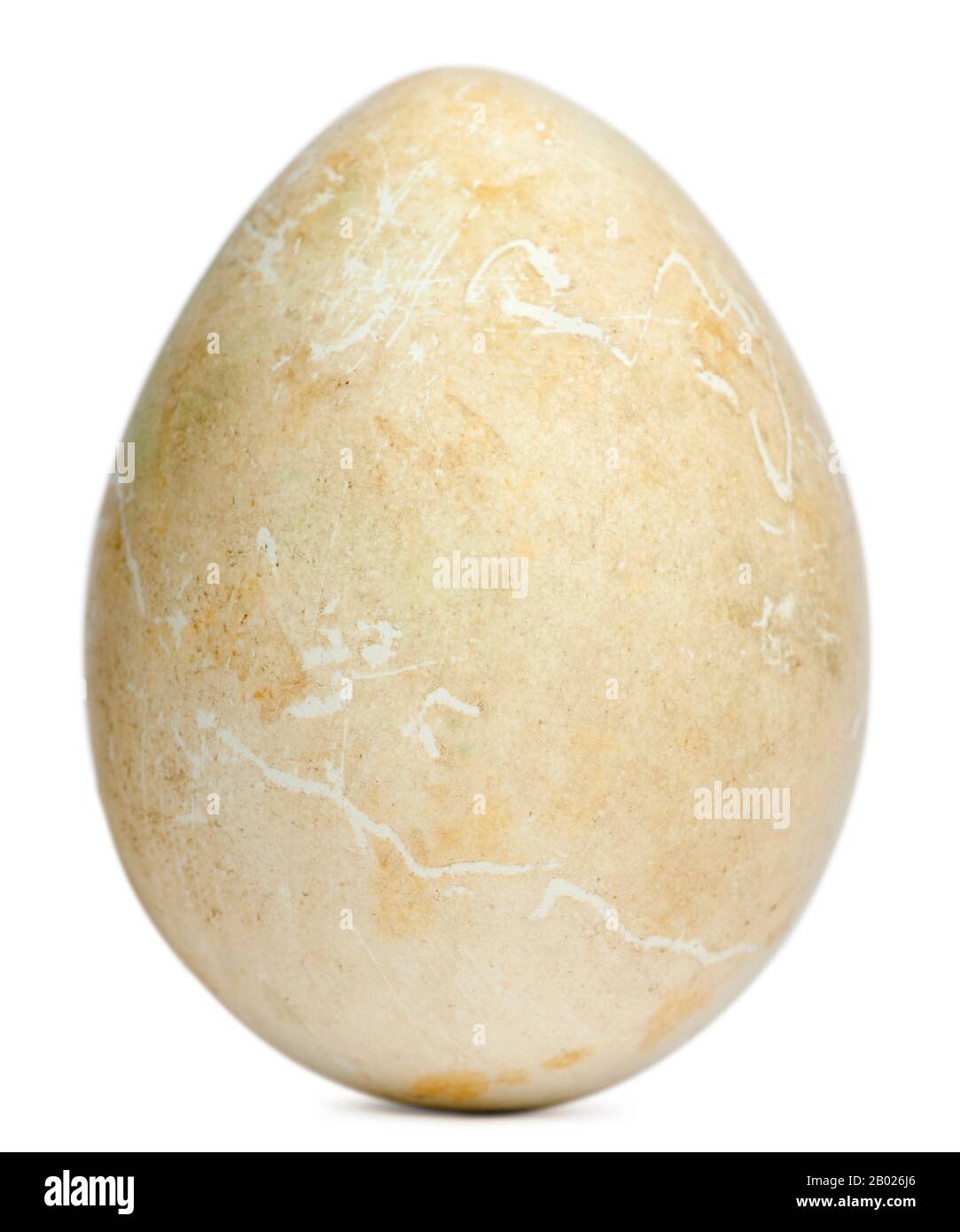 Egg of African Penguin, Spheniscus demersus, in front of white background Stock Photo