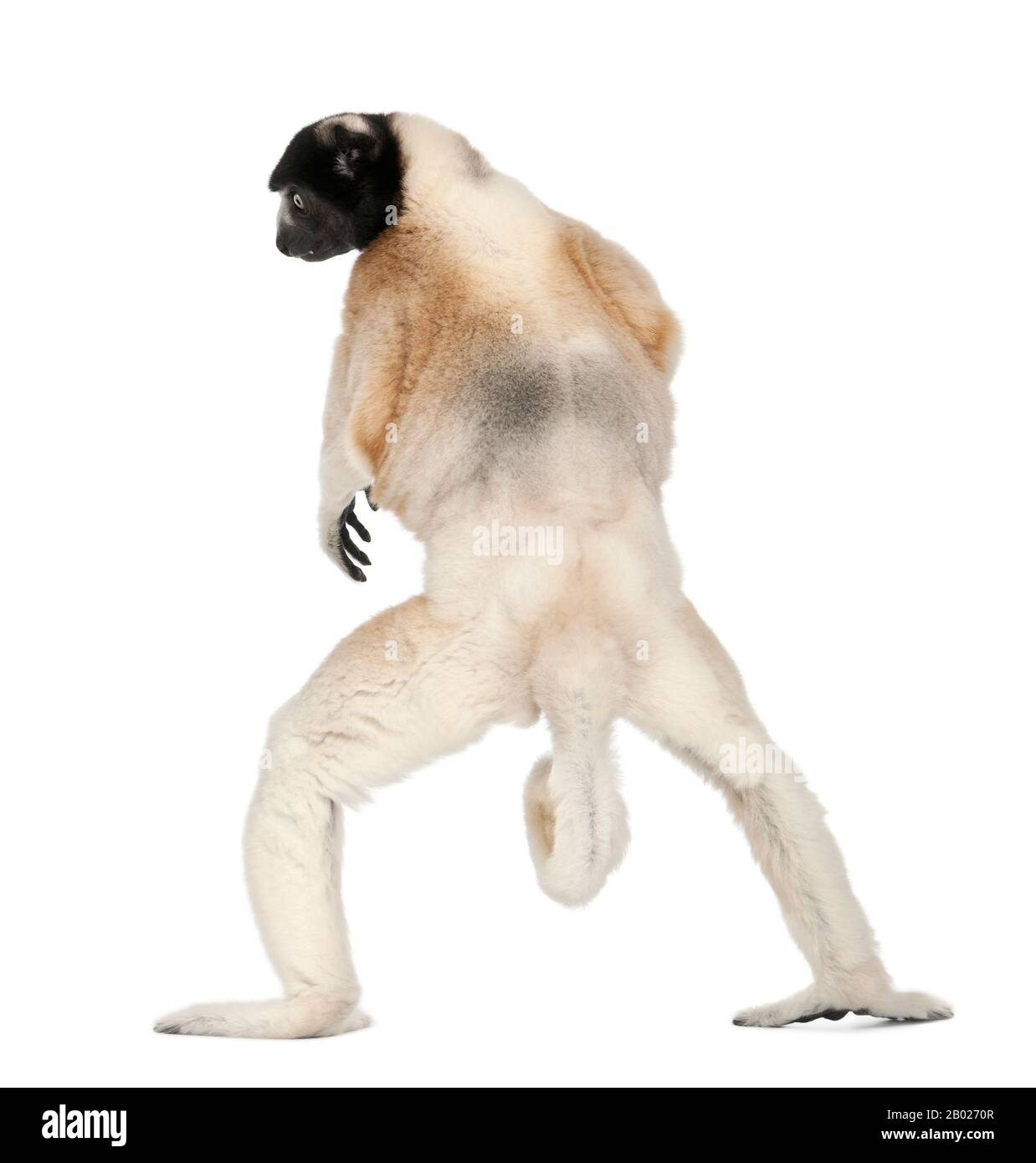 Crowned Sifaka, Propithecus coronatus, 14 years old, walking in front of white background Stock Photo