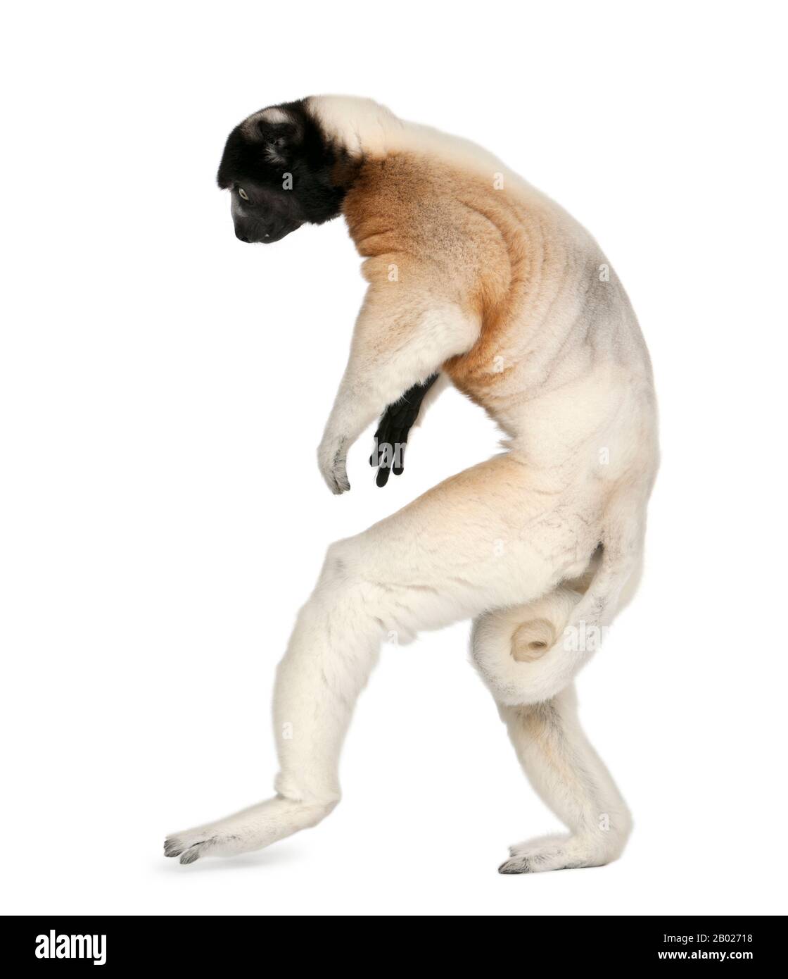 Crowned Sifaka, Propithecus coronatus, 14 years old, walking in front of white background Stock Photo