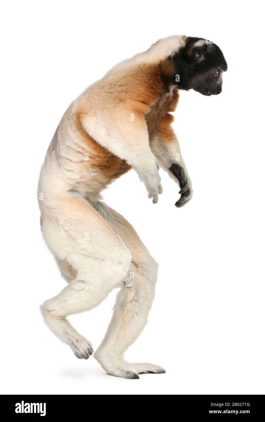 Crowned Sifaka, Propithecus coronatus, 14 years old, walking in front of white background Stock Photo