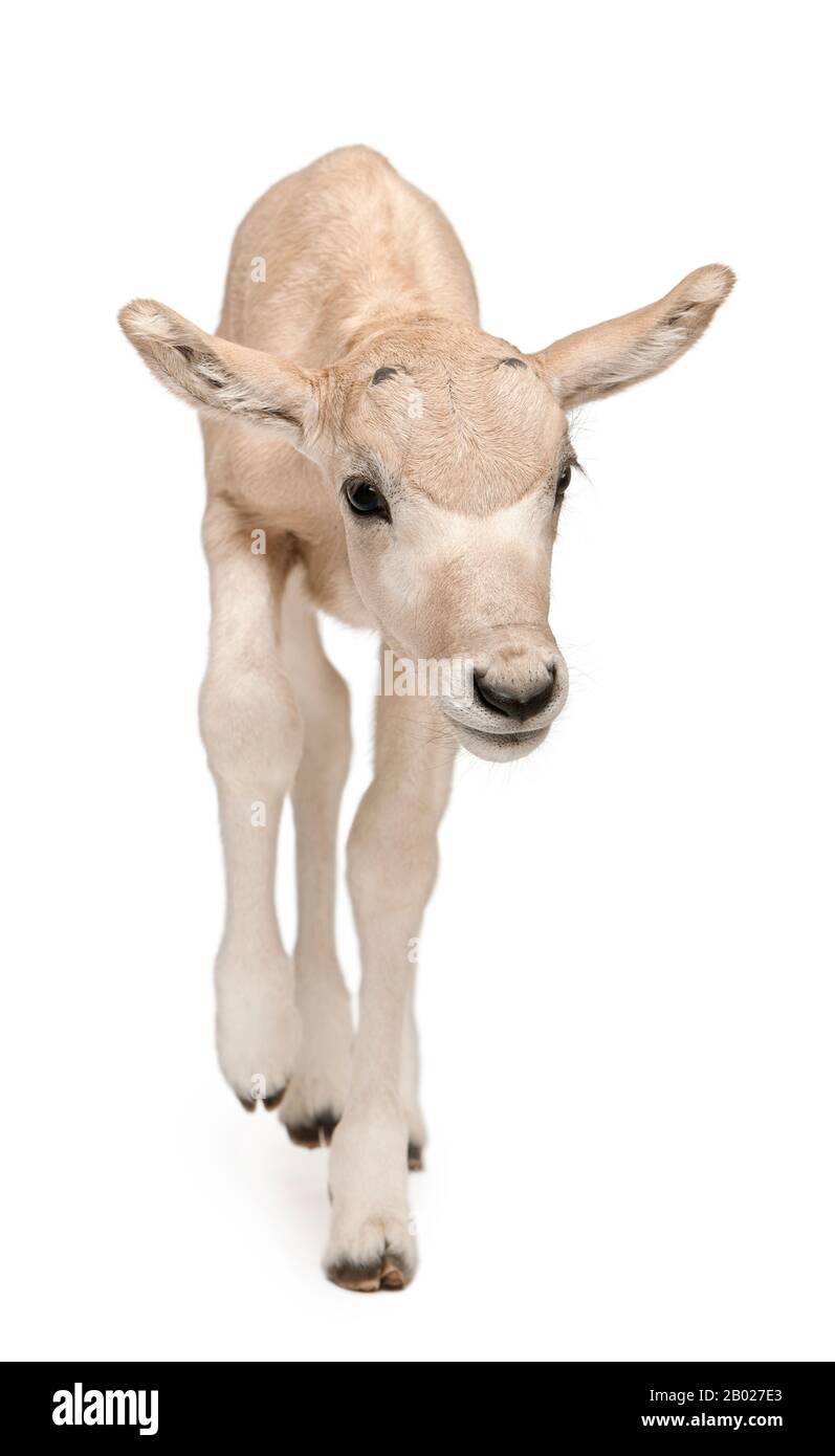 Addax, Addax nasomaculatus, 3 days old, standing in front of white background Stock Photo