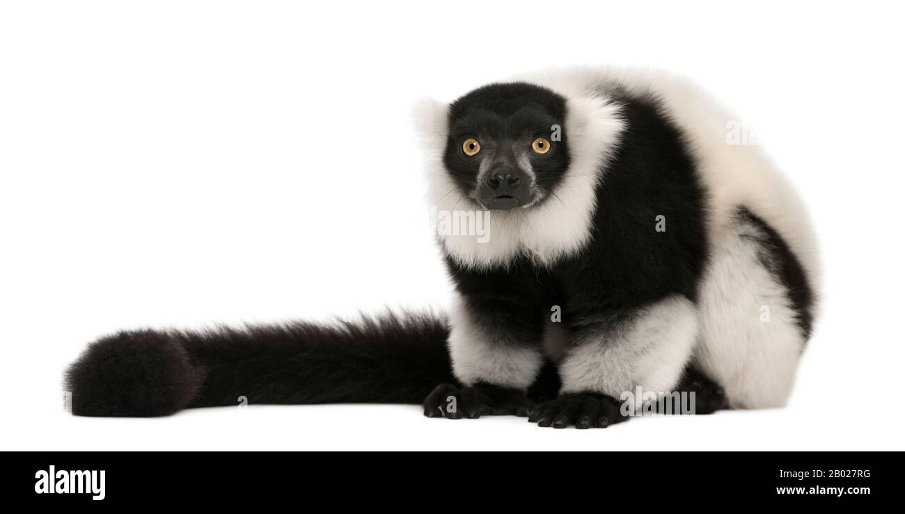 Black-and-white ruffed lemur, Varecia variegata, 24 years old