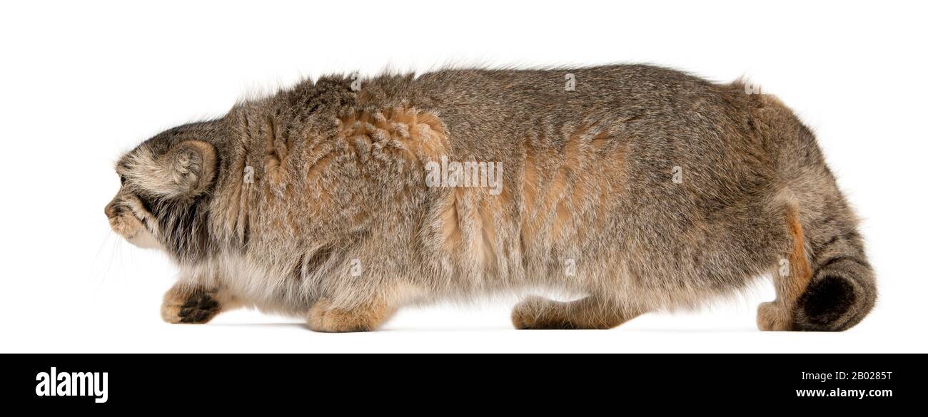 Pallas's cat, Otocolobus manul, 11 years old, in front of white background Stock Photo