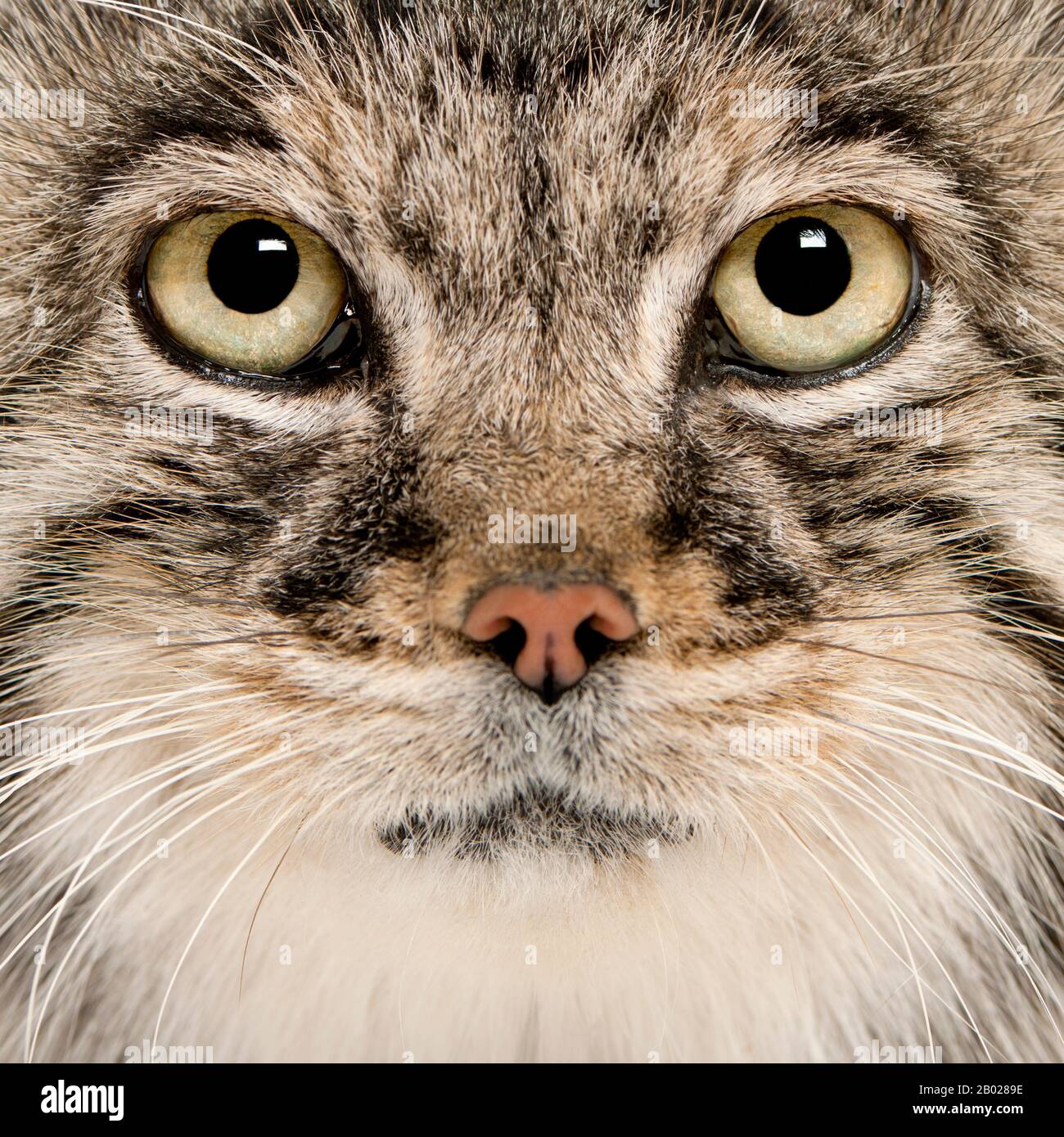 Pallas's cat, Otocolobus manul, 11 years old, close-up Stock Photo