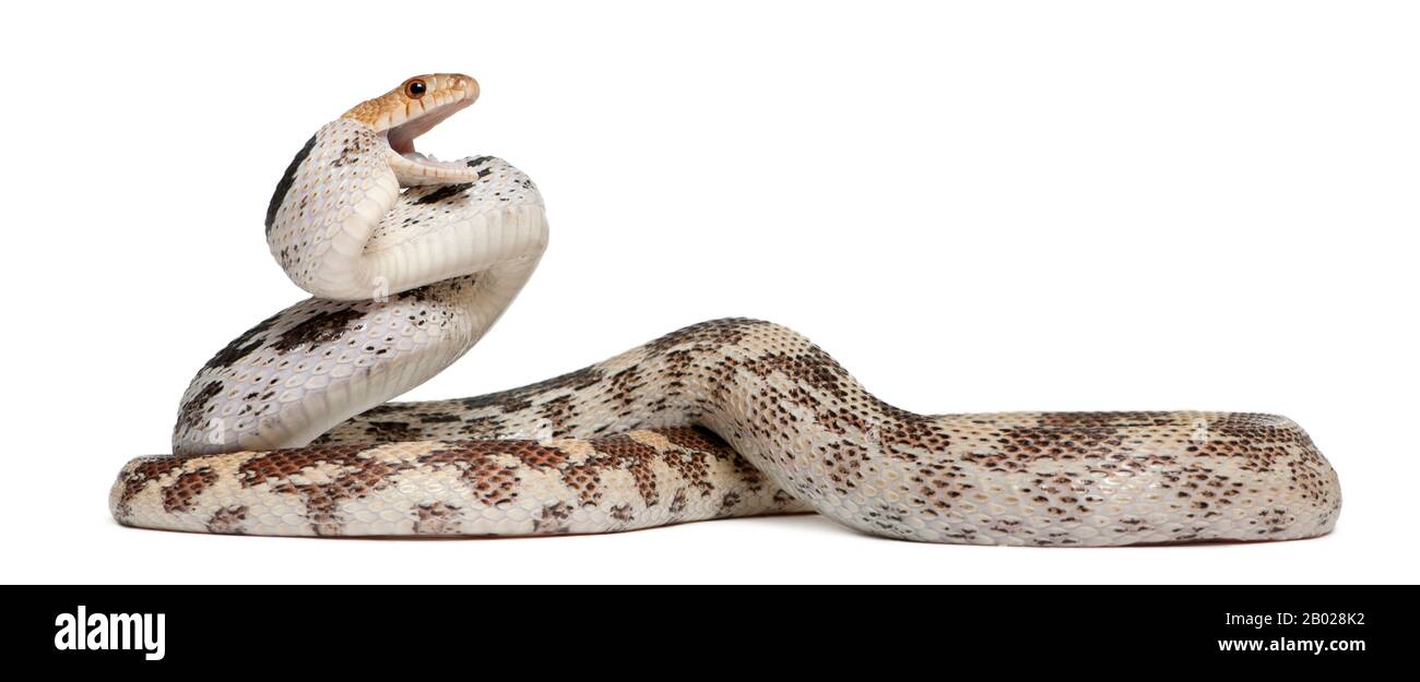 Pacific gopher snake also known as Coast gopher snake, western gopher snake, Pituophis catenifer, a colubrid species in front of white background Stock Photo