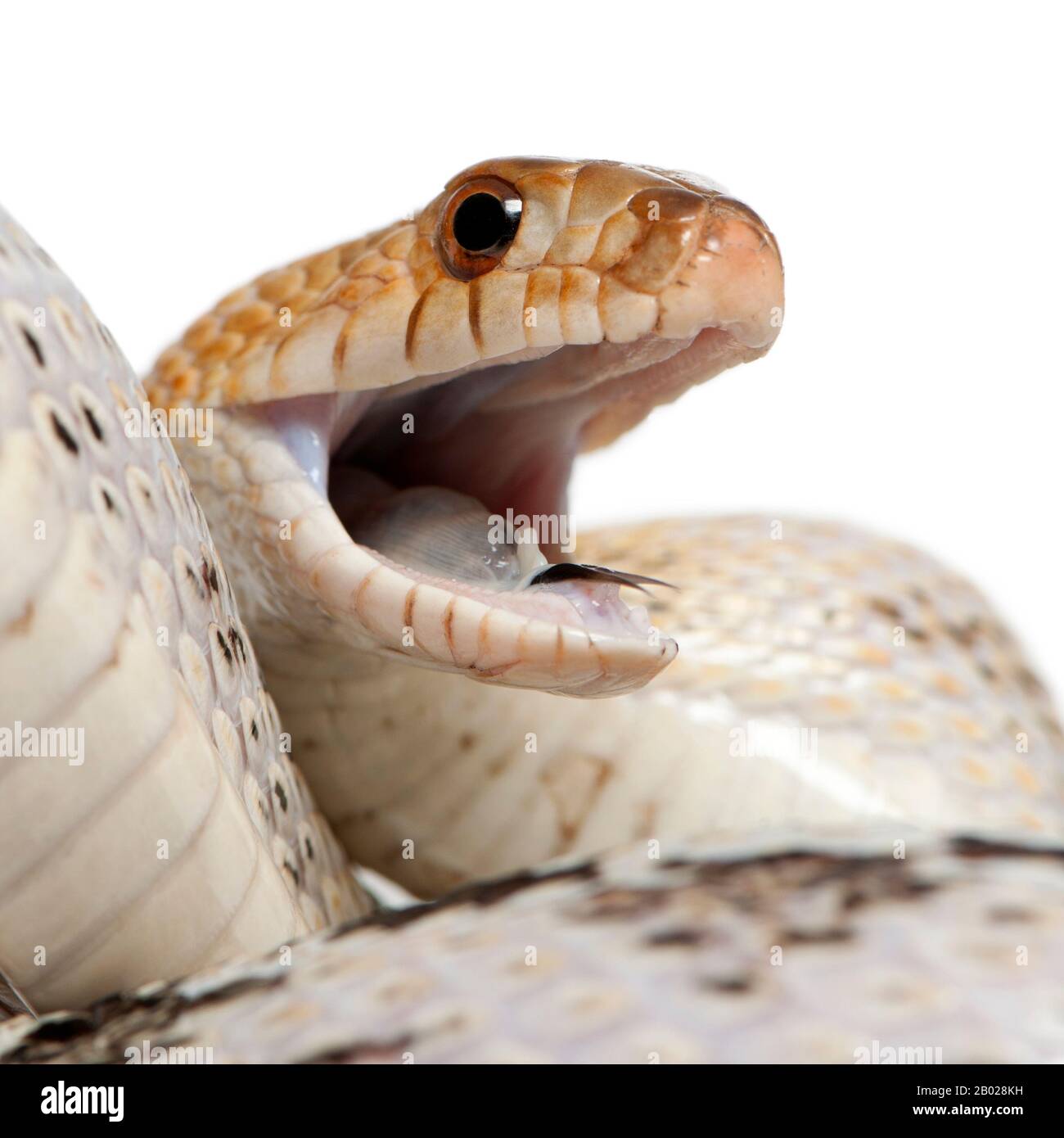 Pacific gopher snake also known as Coast gopher snake, western gopher snake, Pituophis catenifer, a colubrid species in front of white background Stock Photo
