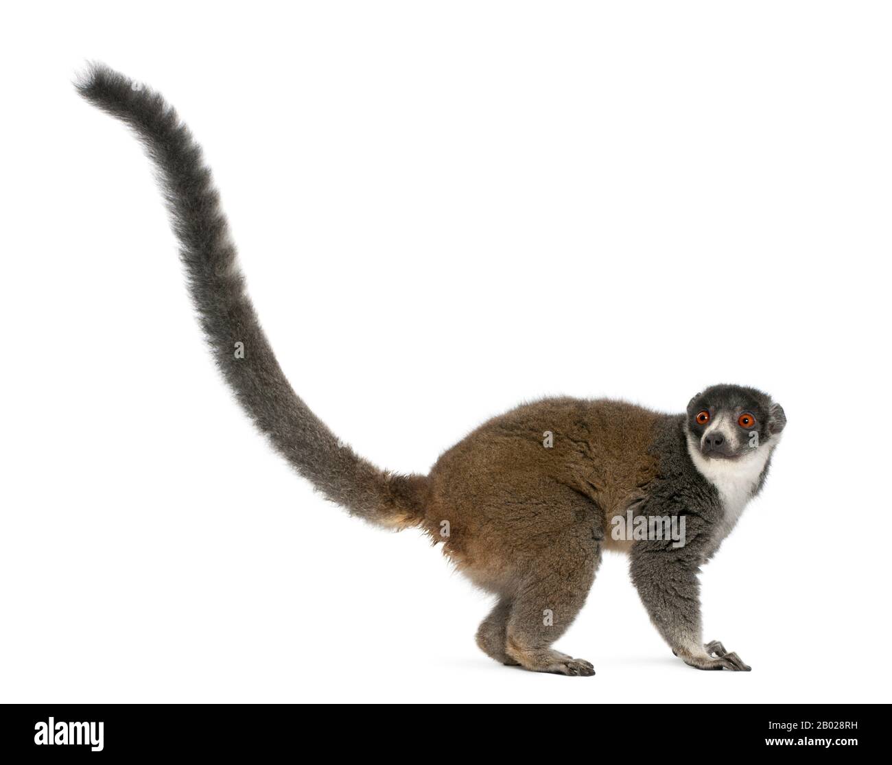 mongoose lemur