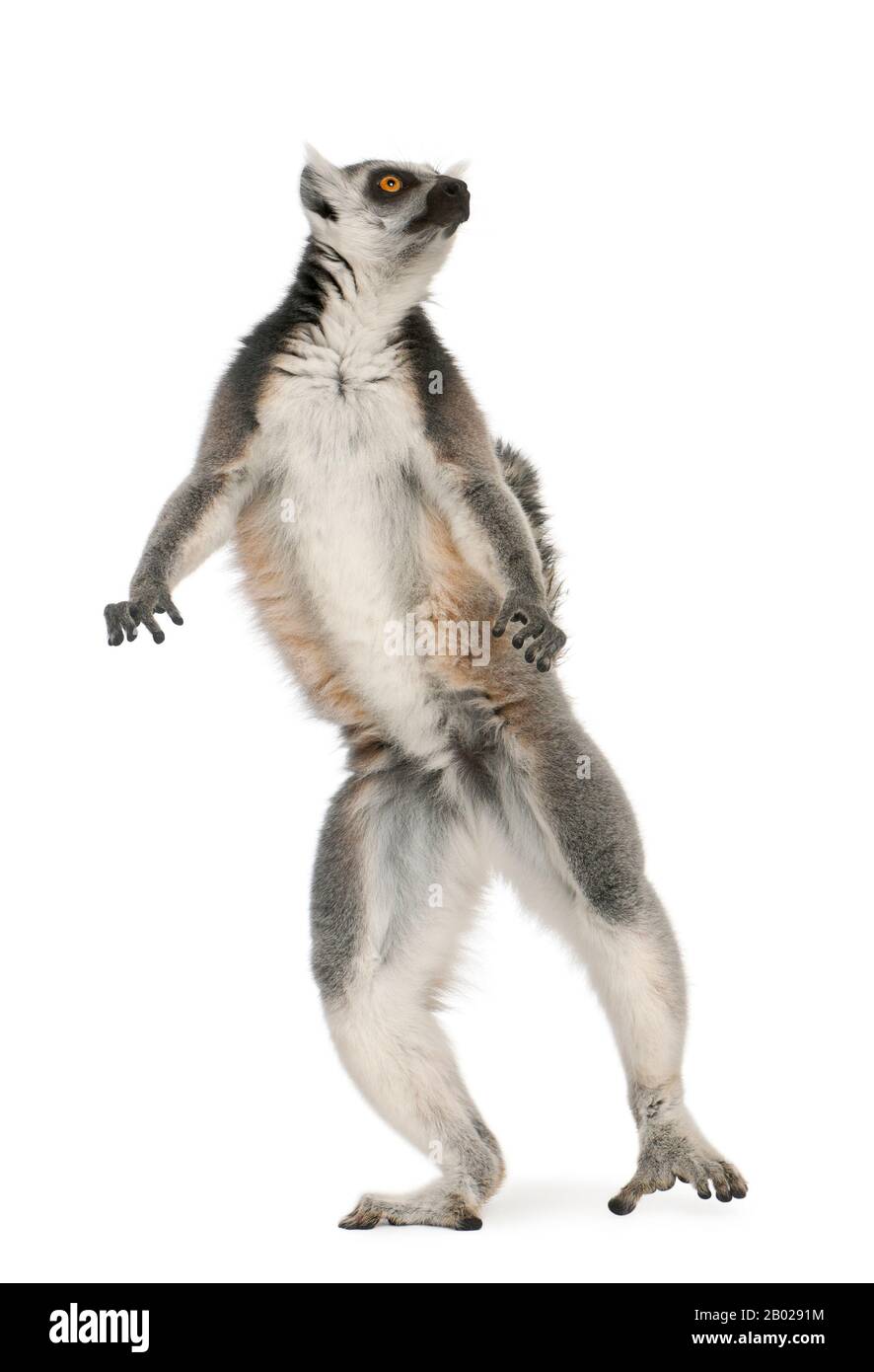 Ring Tailed Lemur PNG Images, Ring Tailed Lemur Clipart Free Download