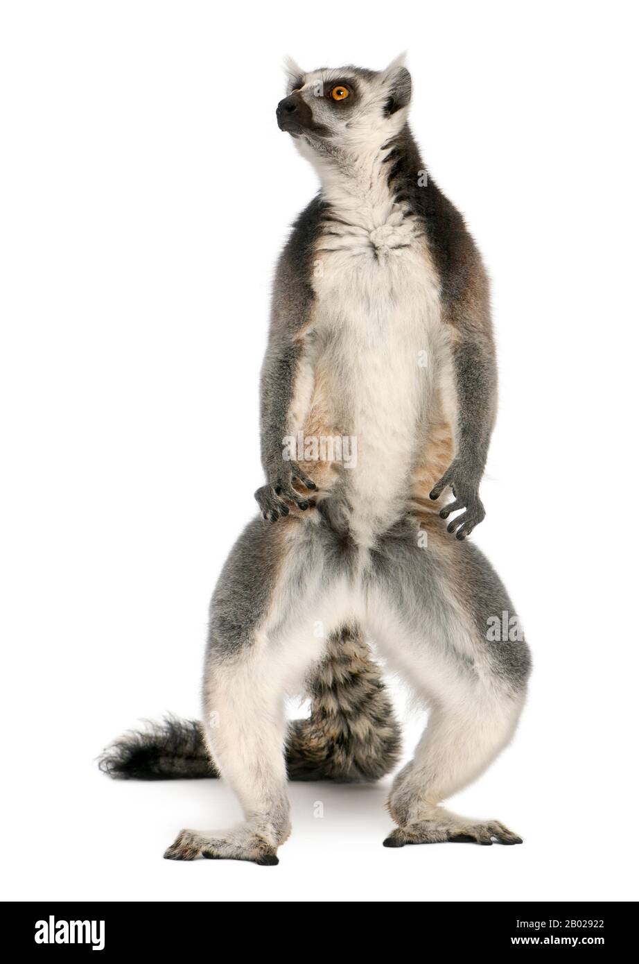 Ring-tailed lemur, Lemur catta, 7 years old, standing in front of white background Stock Photo
