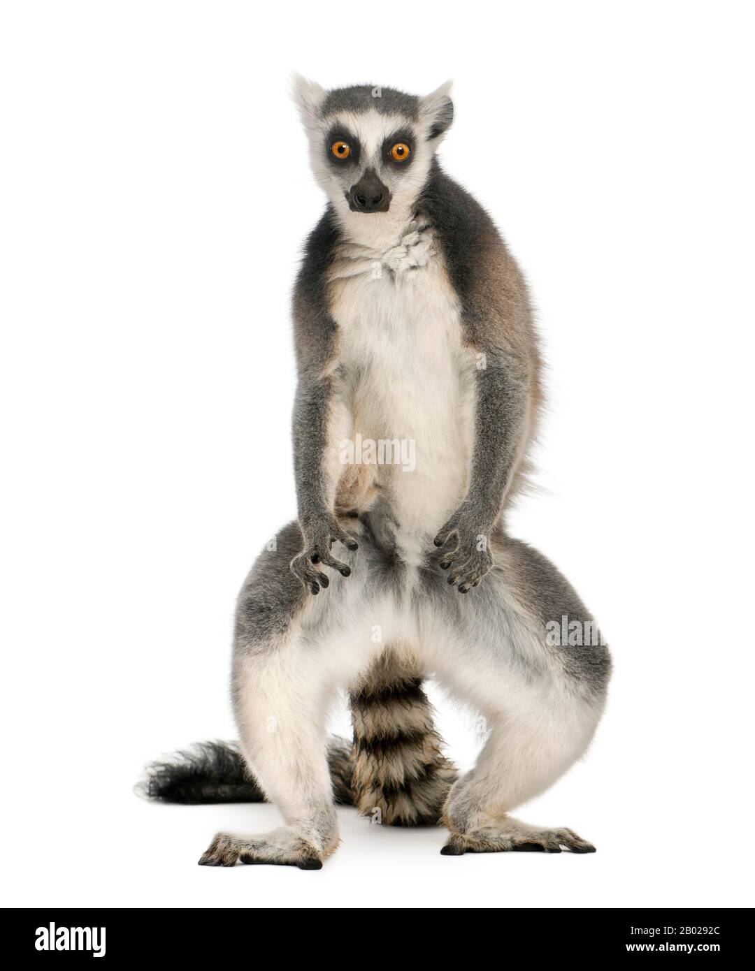 Original: “Catta” (Ring-Tailed Lemur) – Noelle M. Brooks