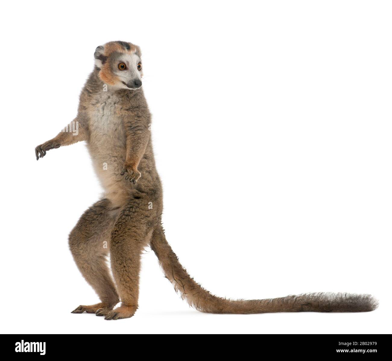 Crowned lemur, Eulemur coronatus, 19 years old, standing in front of white background Stock Photo