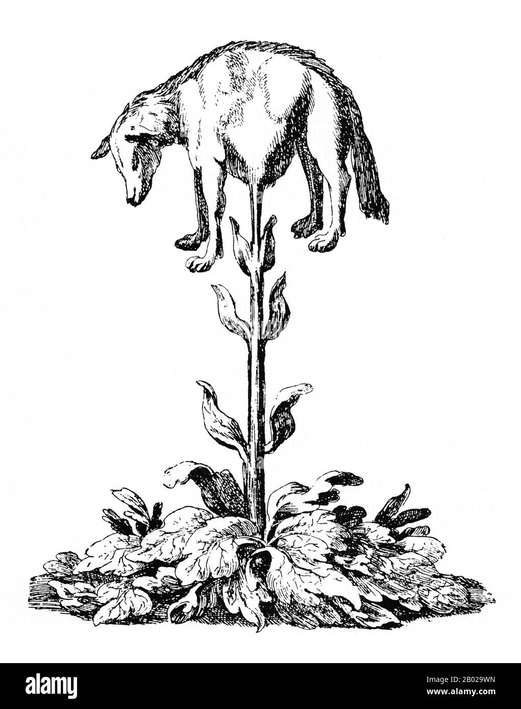 The Vegetable Lamb of Tartary (Latin: Agnus scythicus or Planta Tartarica Barometz) is a legendary zoophyte of Central Asia, once believed to grow sheep as its fruit.  The sheep were connected to the plant by an umbilical cord and grazed the land around the plant. When all the plants were gone, both the plant and sheep died. Stock Photo