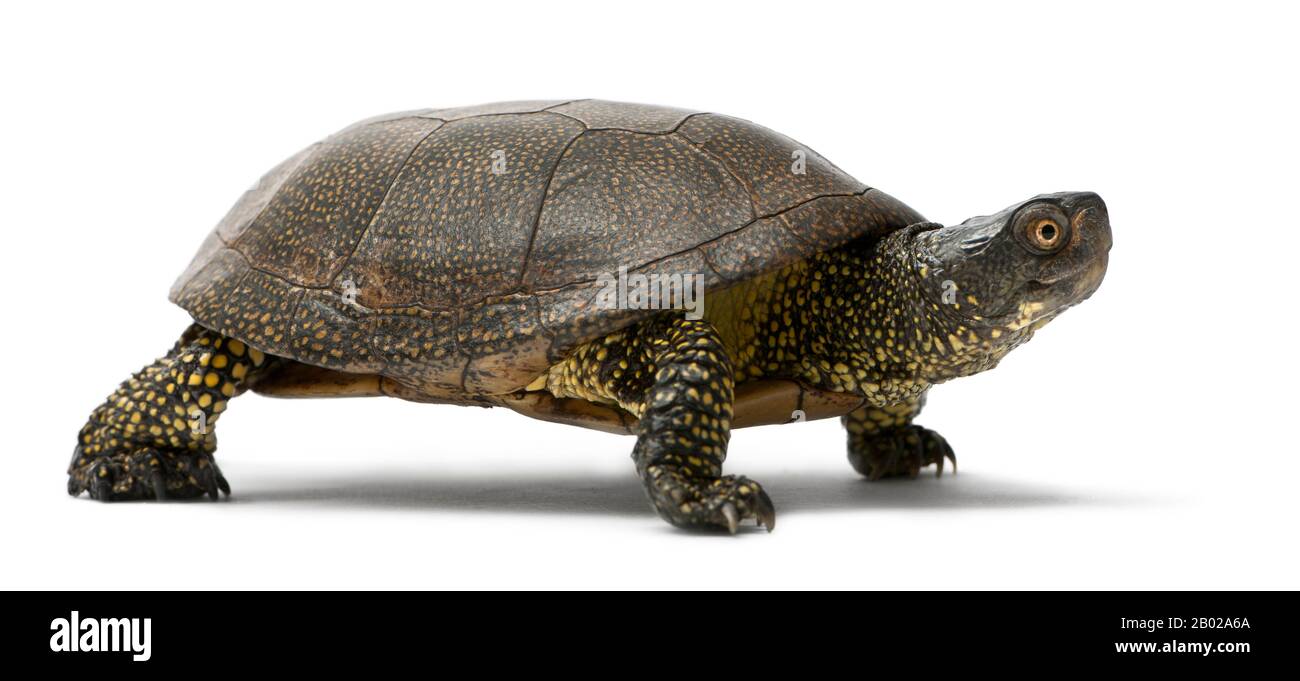 European pond turtle walking, Emys orbicularis, in front of white  background Stock Photo - Alamy