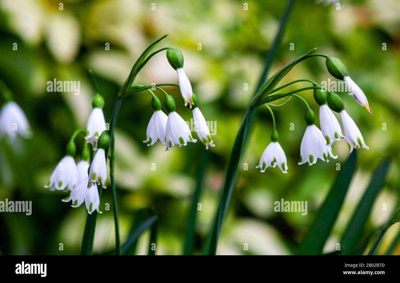 Snowdrops (Galanthus Trimmer) Spring flowers, welsh hybrid Snowdrops Trimmer of Trym. Pretty white tricorne blooms with six petals garden in Ireland Stock Photo
